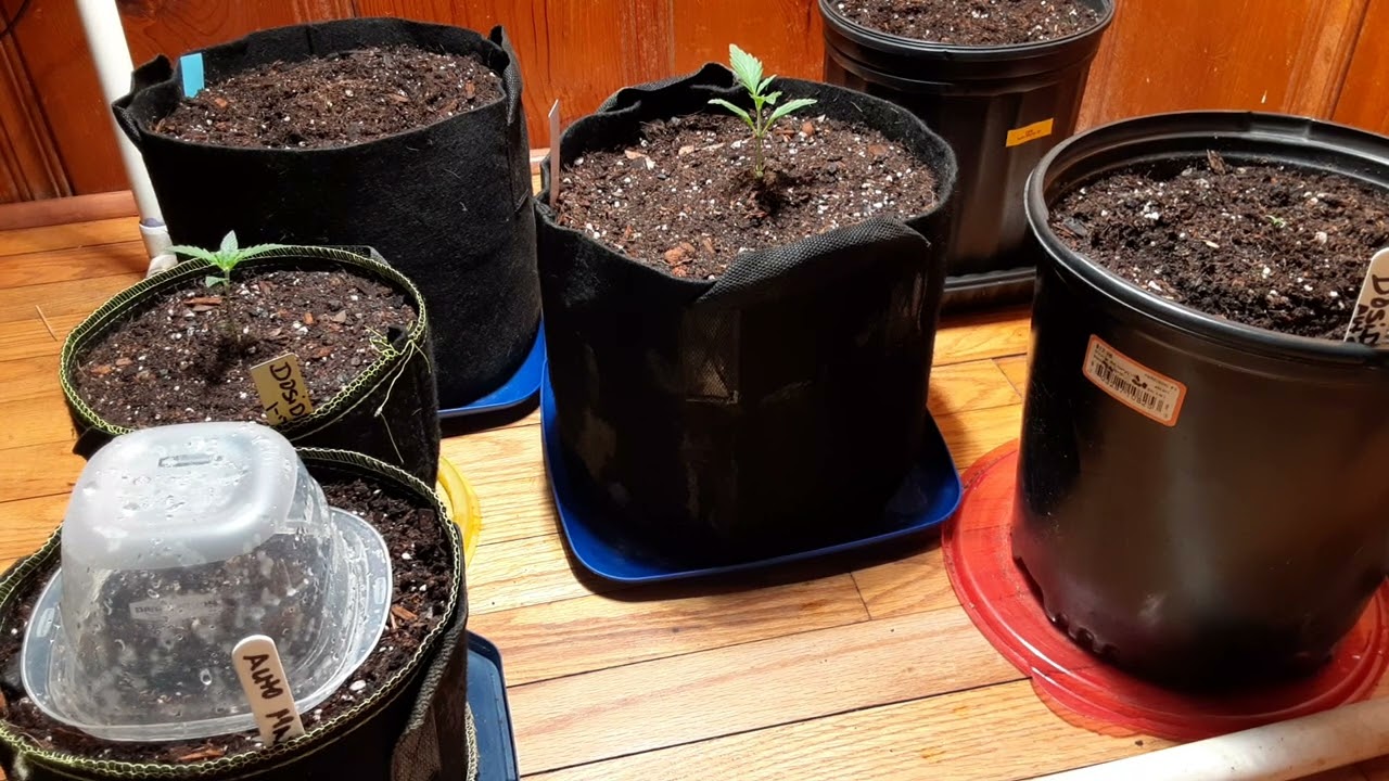 Auto  grow  4 dosidos  and 3 auto Mazar