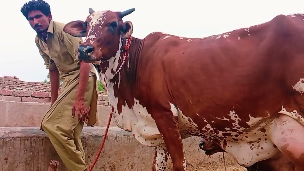 Kamal ki cow for sall 