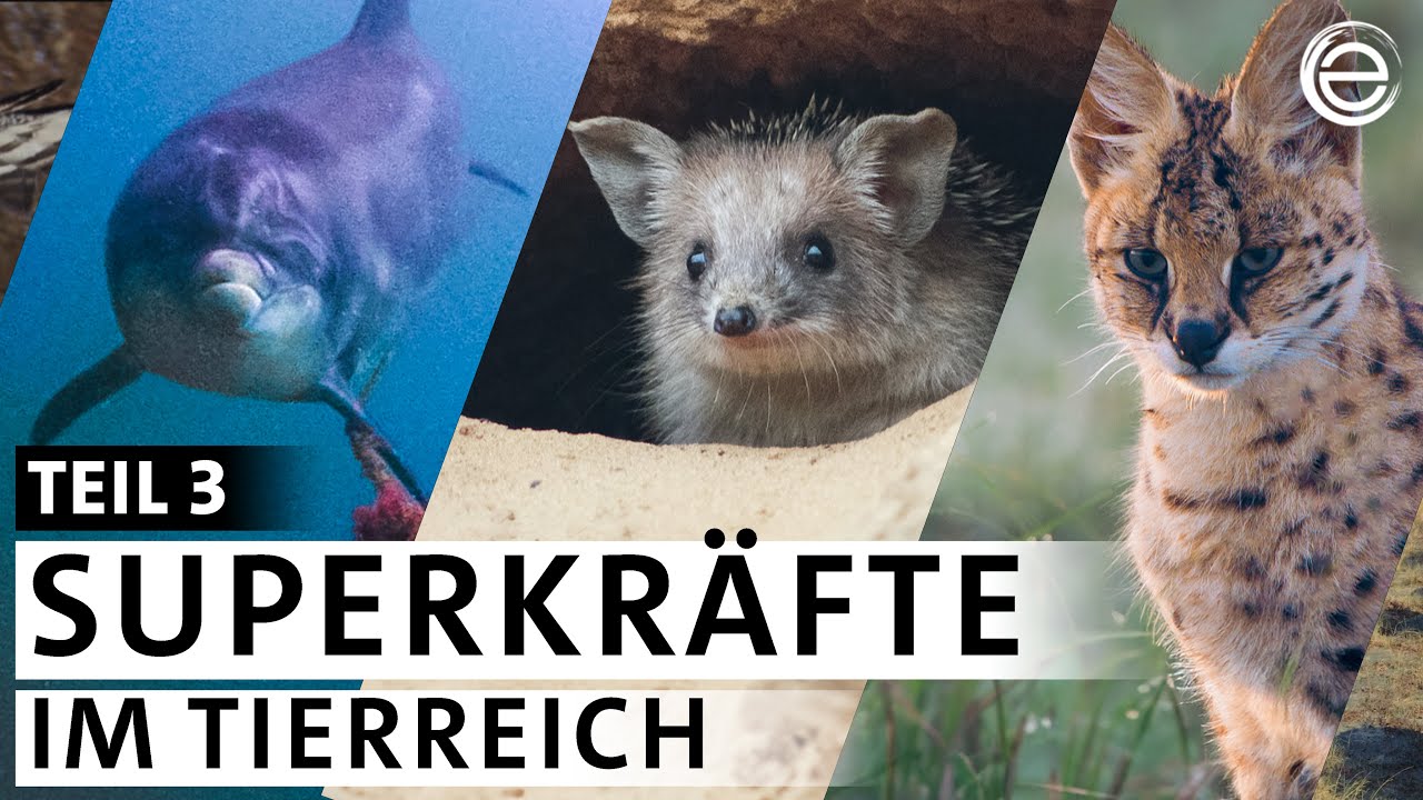 Wer hat die besten Ohren im Tierreich? – Tiere und ihre Superkräfte (3/5) | Erlebnis Erde