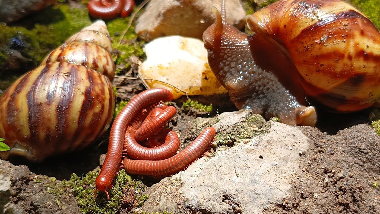 Inseparable: The Tiny Duo You Never Expected to See #frienship #RareNature #MiniatureLife