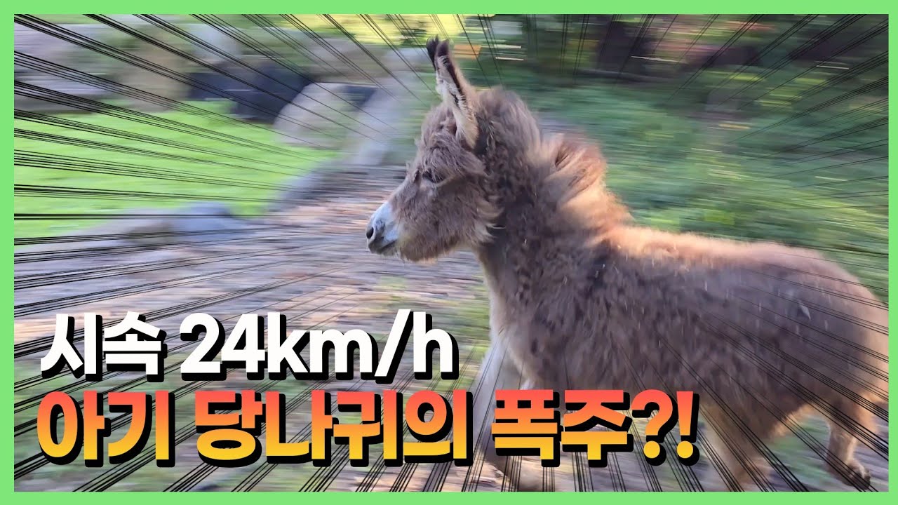 아기 당나귀의 폭주로 난리가 난 동물 농장?!