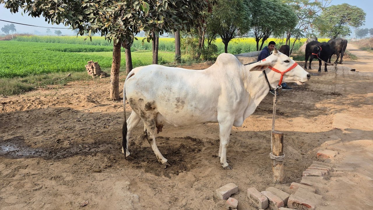 👍हरयाणा नस्ल की गाय, जो dry ही नहीं होती 👍@Hisar 👍