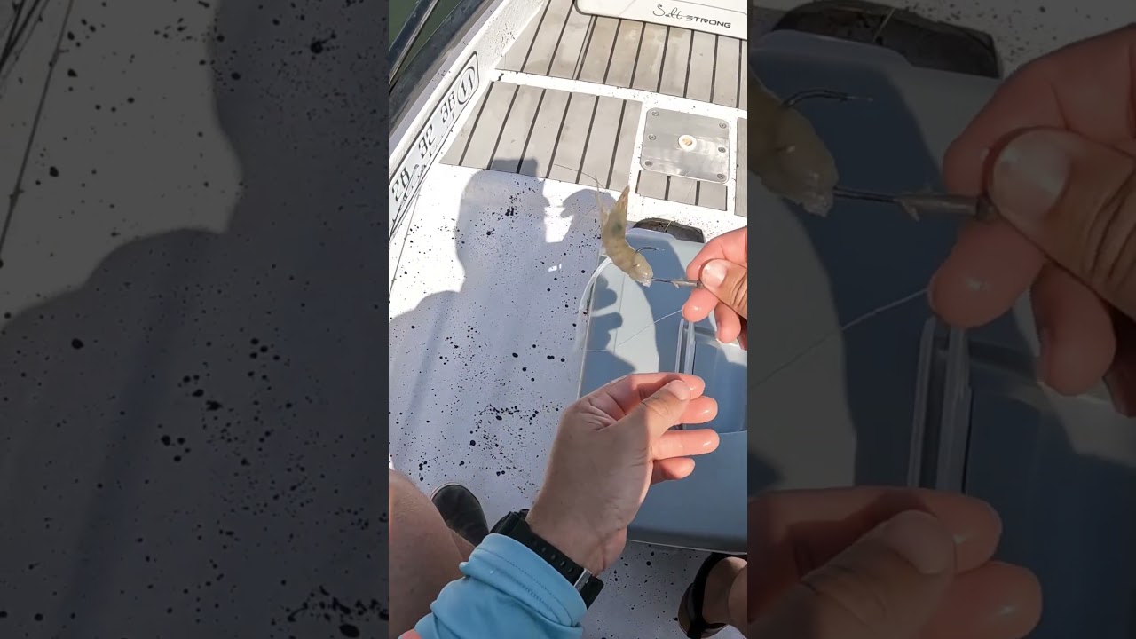 Rigging Shrimp For Inshore Mangrove Snapper