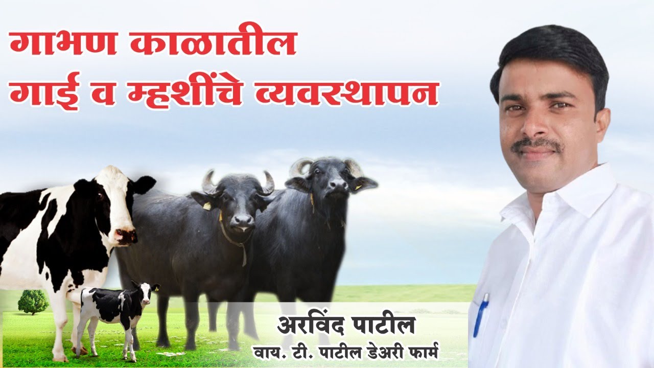 गाभण काळातील गाई व म्हशीचे व्यवस्थापन.