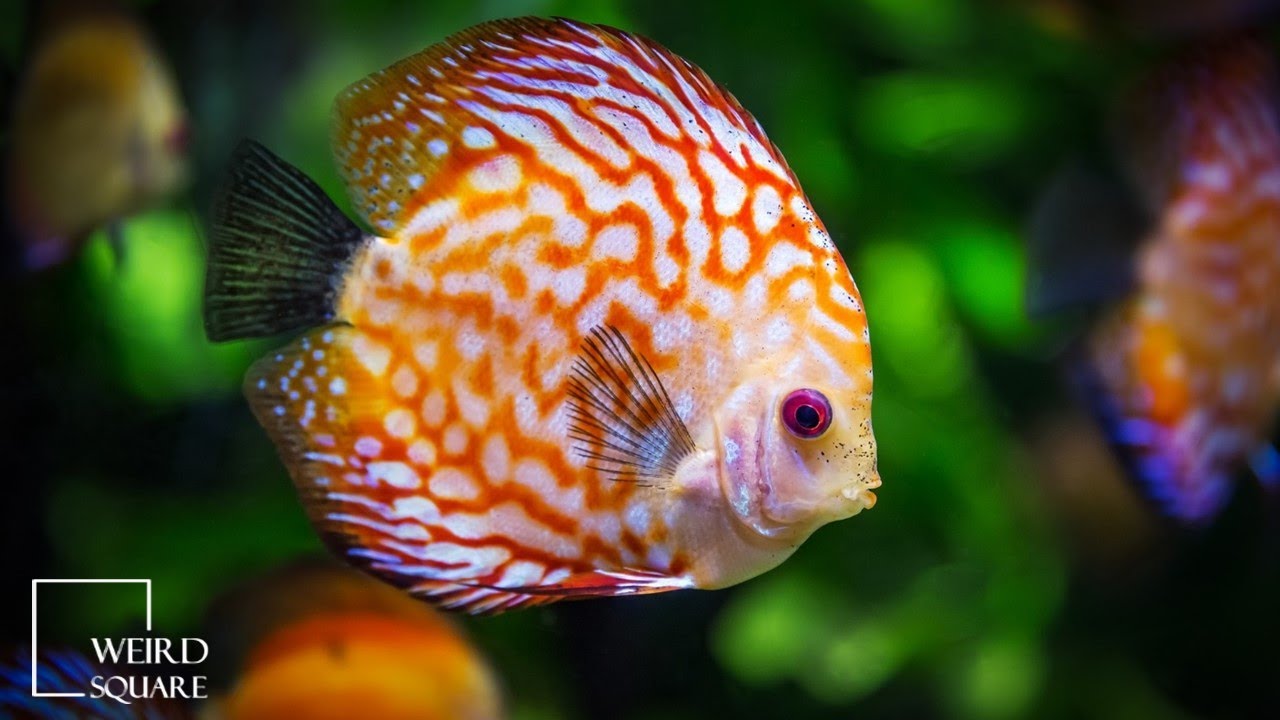 Discus fish can change its colors slightly based on personal and environmental factors
