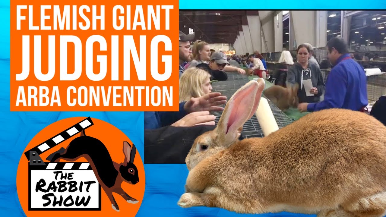 Flemish Giants Open | ARBA Convention 2018