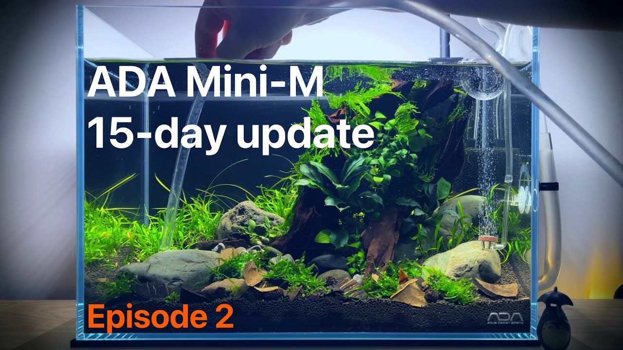 Nano Nature Aquarium - Setting up a new ADA Mini M - Ep.2