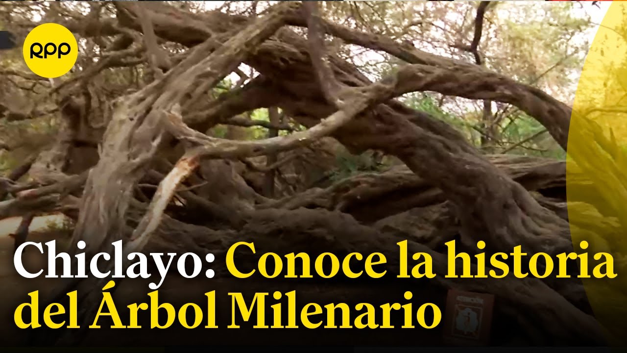 Chiclayo: ¿Cuál es la historia del Árbol Milenario?
