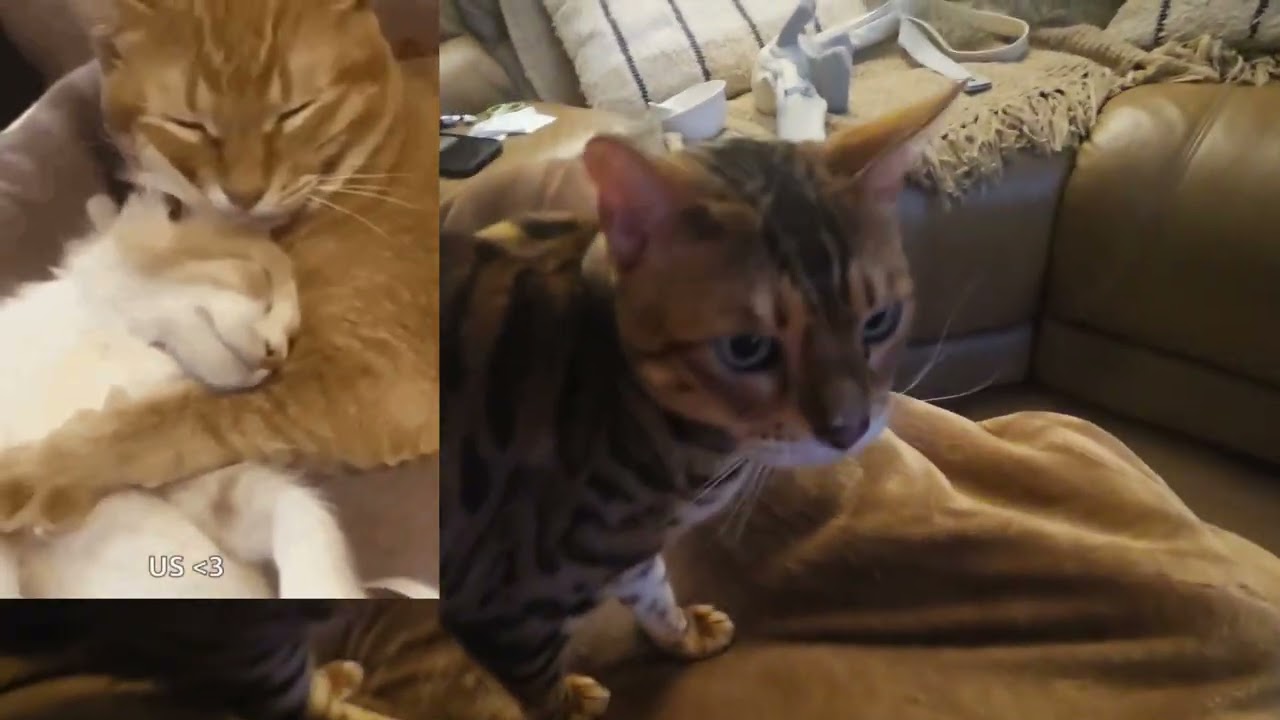 🐈Tyger's Short MiawVlog 🐆