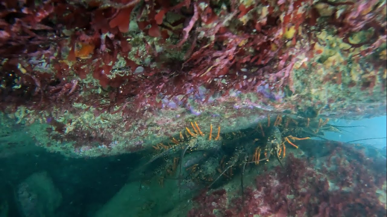 Spearfishing in Kaikoura | South Island NZ