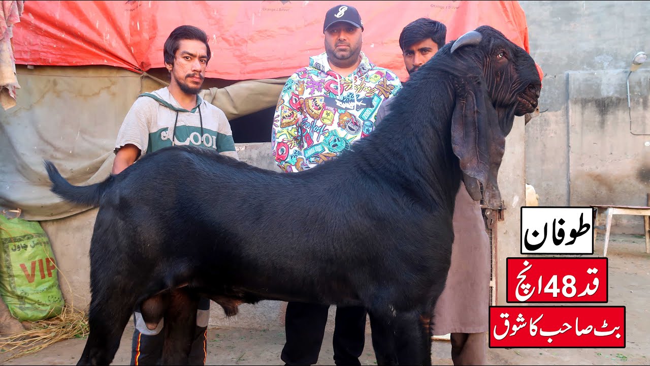 Toofan Extraordinary Breeder Goat With 48 Inches Height In 6 Teeths Lahore 2024