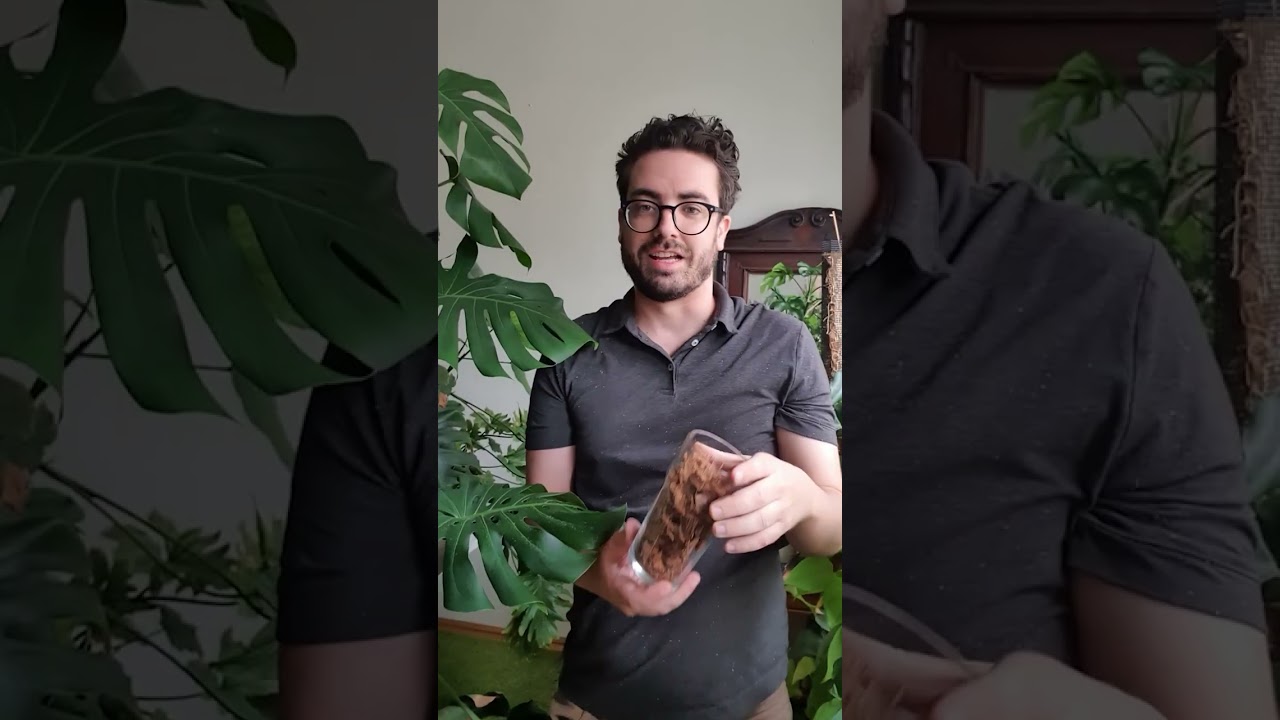 Szoban&ouml;v&eacute;nyek talaj k&oacute;kusz chips #houseplant #indoorplant #plant | Let's Leaf