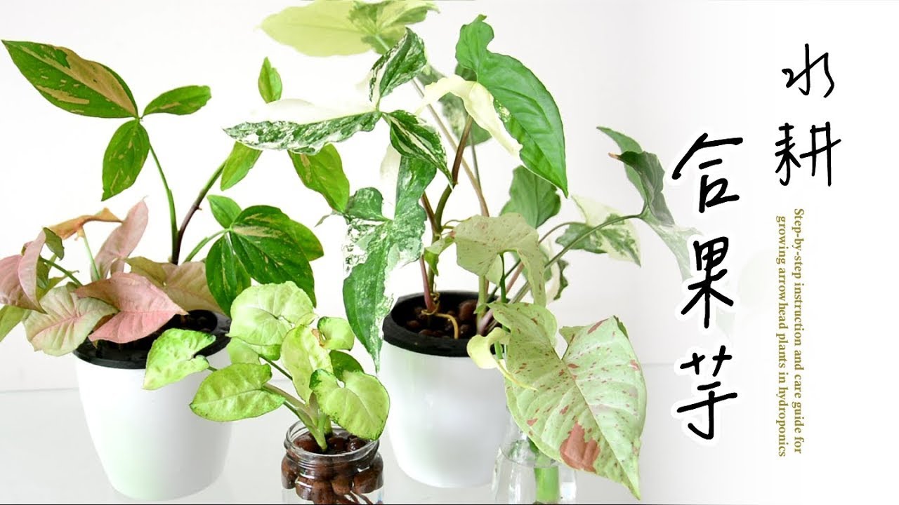 手把手帶您水耕栽培合果芋，養護輕鬆又簡單🌿Step-by-step instruction for growing arrowhead plants in hydroponics #室內植物