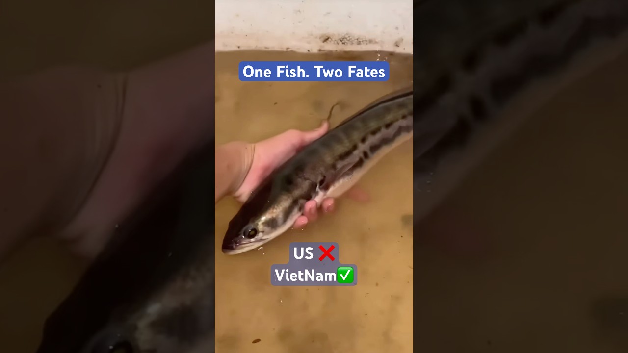 Banned in the US, Boiled in Vietnam 