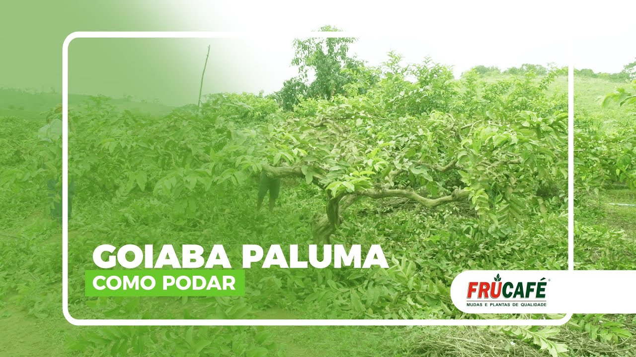 Como Fazer a Poda de Produção da Goiaba Paluma?