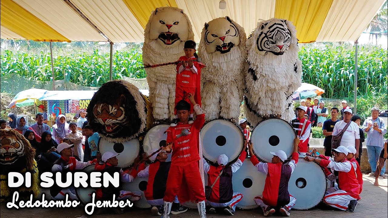 CAN MACANAN SINGO MANGGALA DAN DRUMBAND DI SUREN LEDOKOMBO JEMBER.mp4