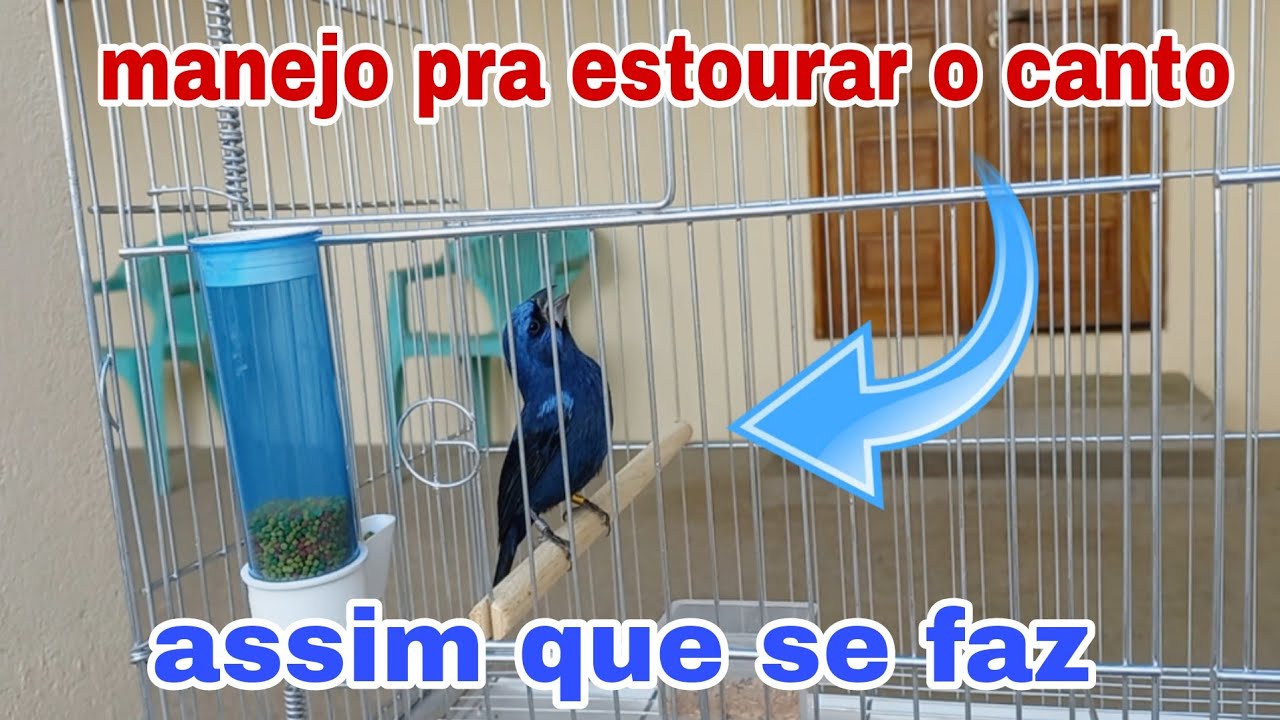 Manejo pra estourar o canto do azul&atilde;o 
