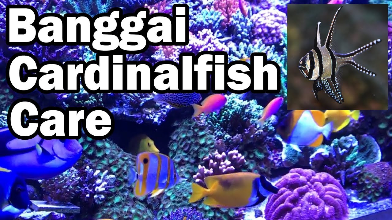 Banggai Cardinalfish Care - How To Grow Your Coral Reef Fish Tank