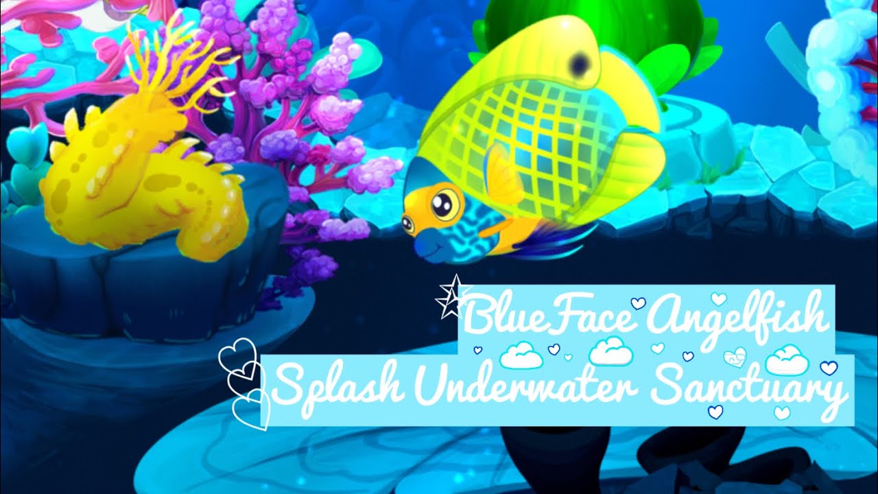 || 🪸 Splash Underwater Sanctuary|| Colorful Angel Fish set unlocked!||Blue Face Angelfish||
