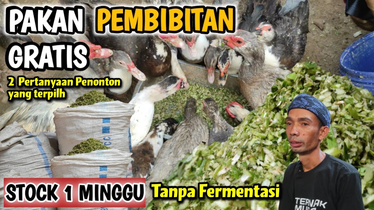 MAKIN BANYAK YANG TERNAK ENTOK GARA - GARA HAL INI,PAKAN GRATIS TETAP JADI DAGING
