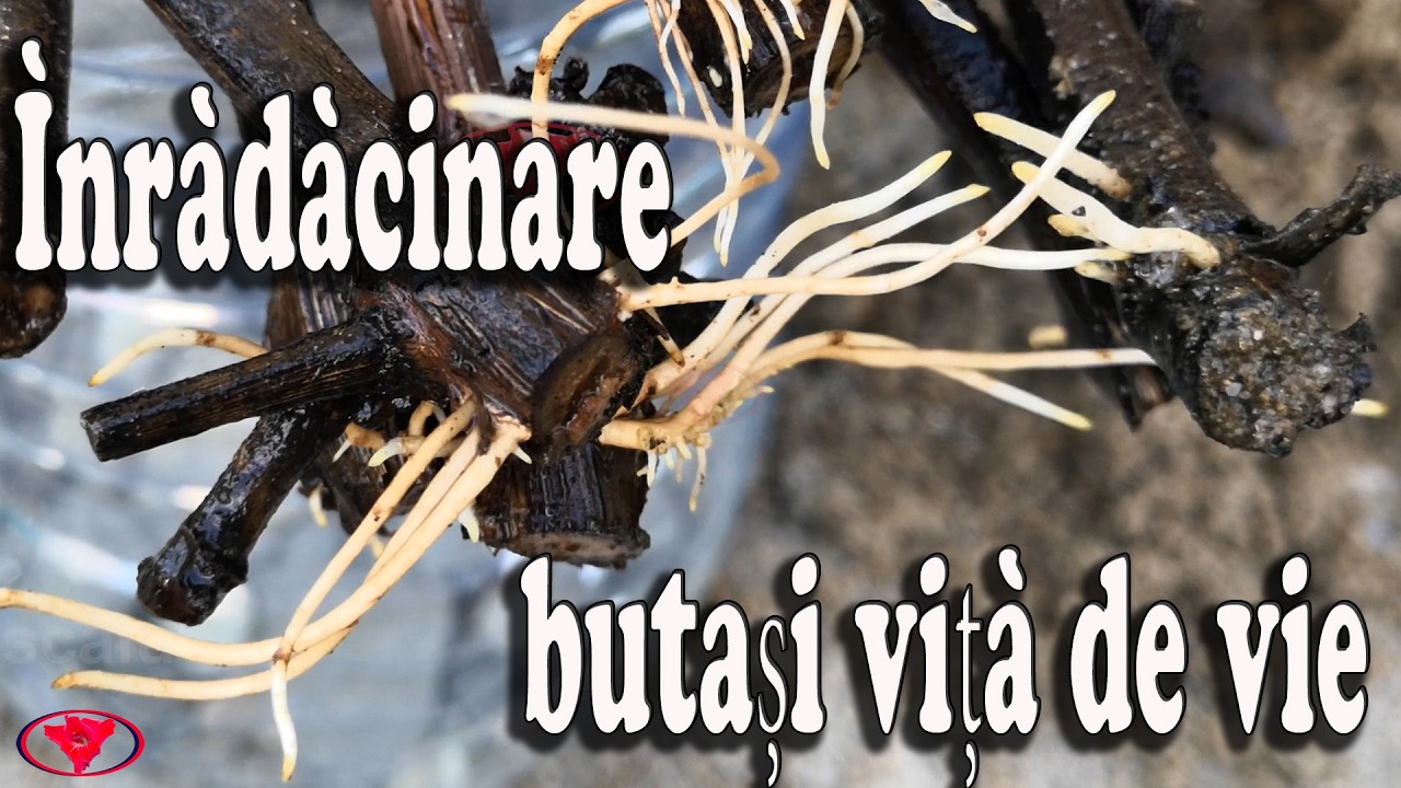 Înrădăcinare butași viță de vie!!!