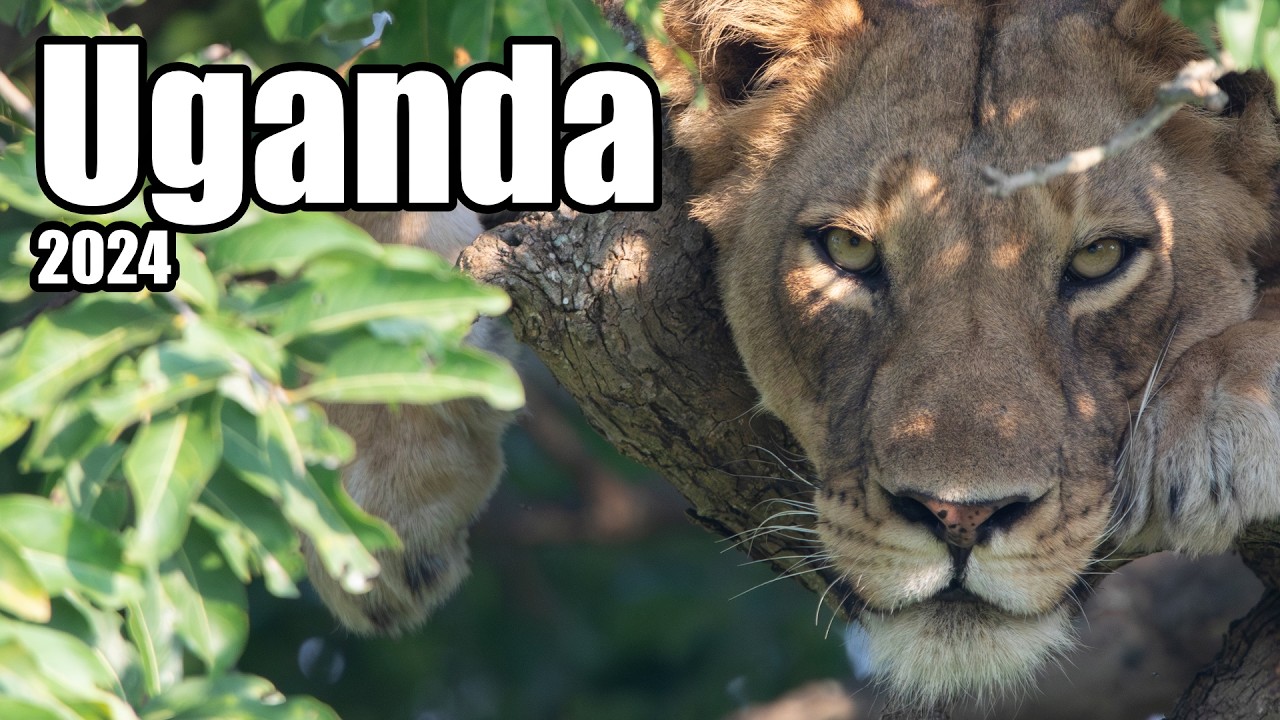 Das Beste aus 14 Tagen unvergesslicher Uganda Rundreise #uganda #gorilla #bwindi #wilderness #sail