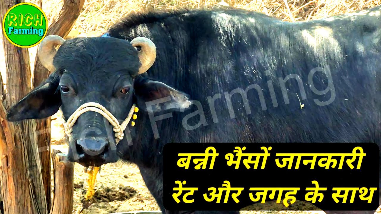 2025 में खरीदे Banni भैंस बिना धोखा! | सीक्रेट जानकारी, Price, Buyers Beware, Seller WhatsApp