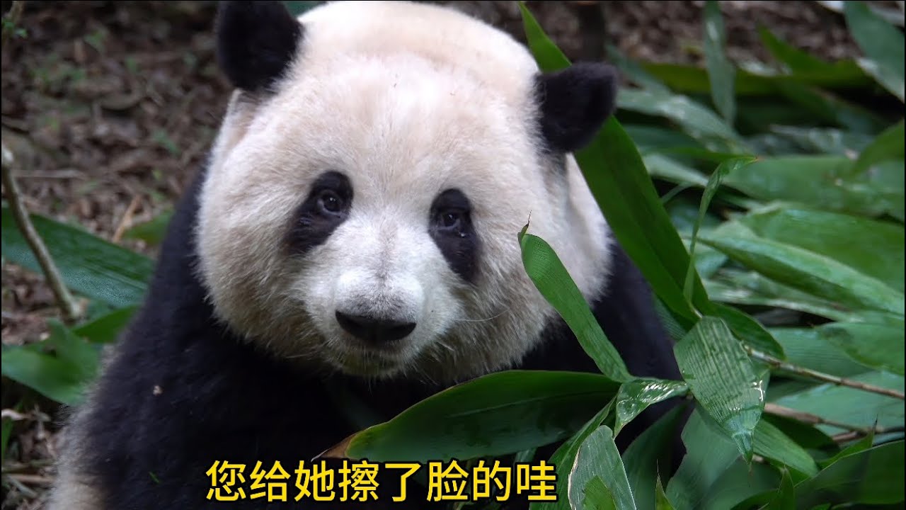 除夕快乐呀！花花叶叶两个小宝贝给大家拜年啦😃😃🌹