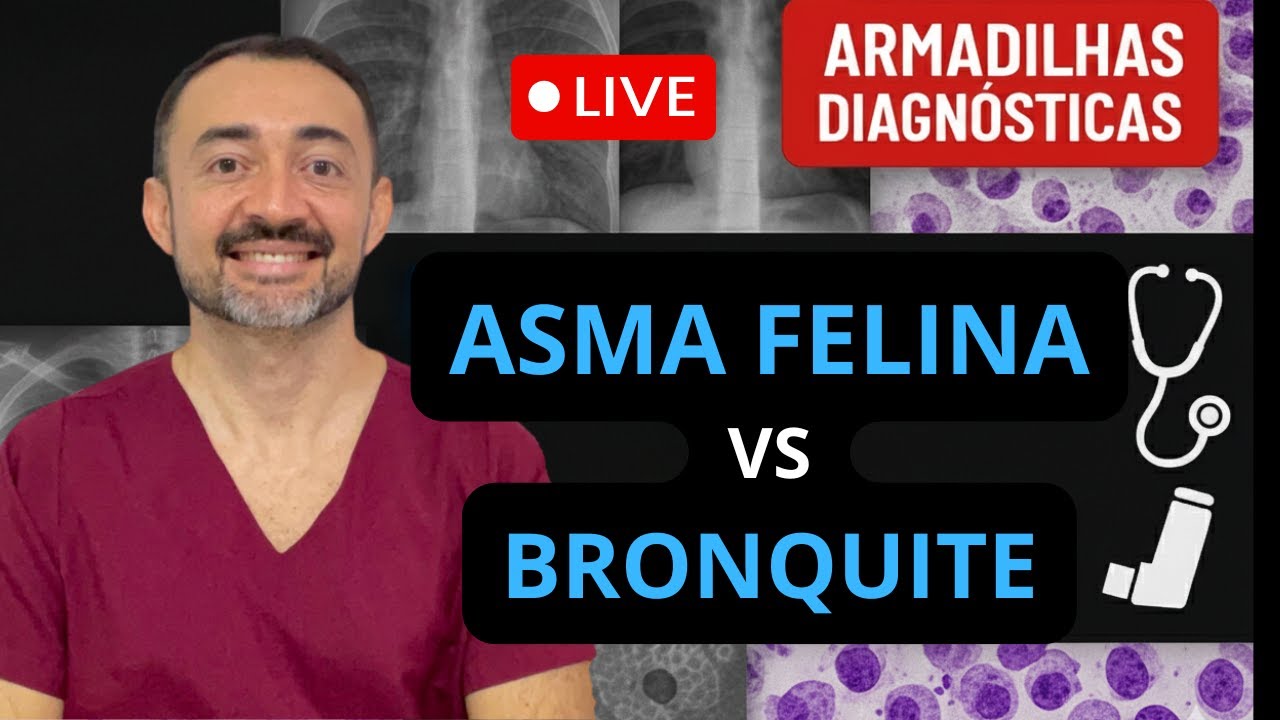 Tosse em Gatos: Como Diferenciar Asma de Bronquite na Prática Clínica