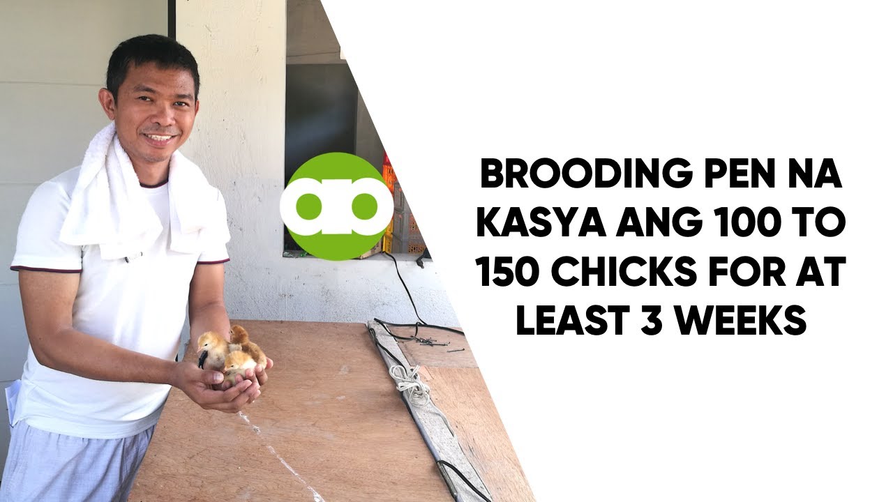 Brooding Pen na Kasya ang 100 to 150 Chicks for at Least 3 Weeks