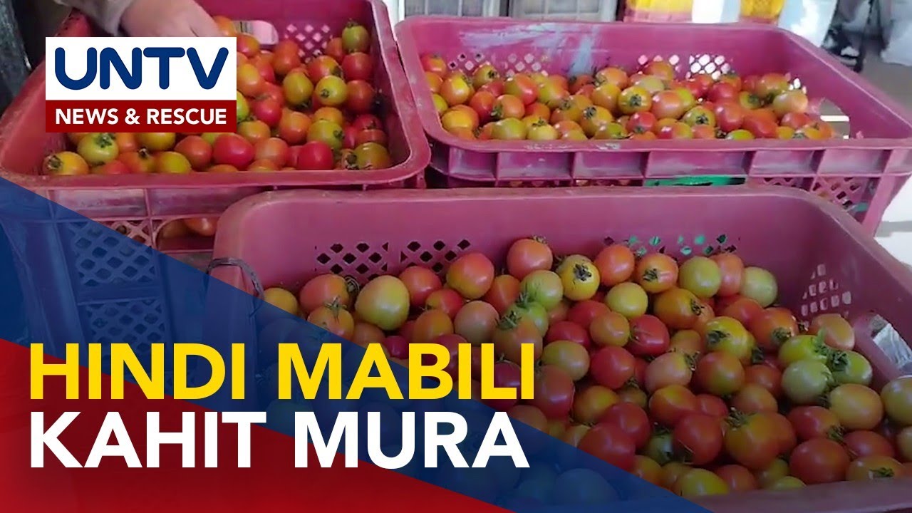 Mga kamatis sa Nueva Vizcaya, P3.00/kg ang bentahan pero hindi pa rin mabili