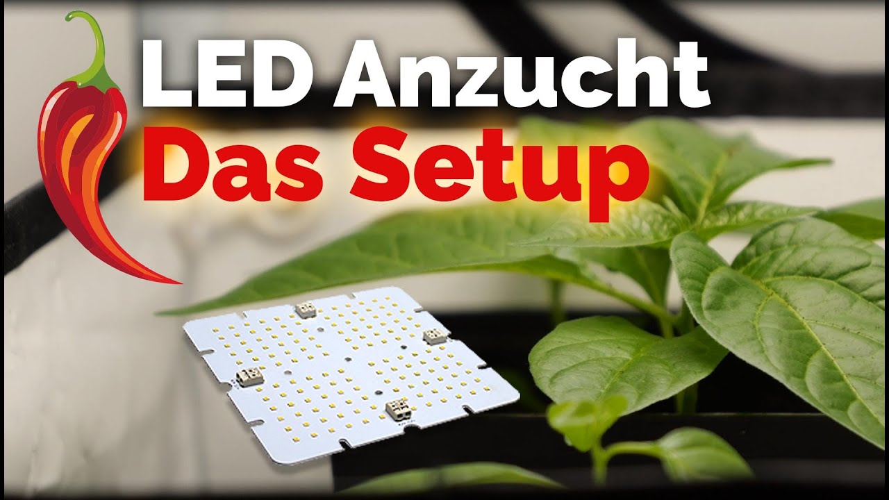 Chili Grow mit LEDs: Das Setup!