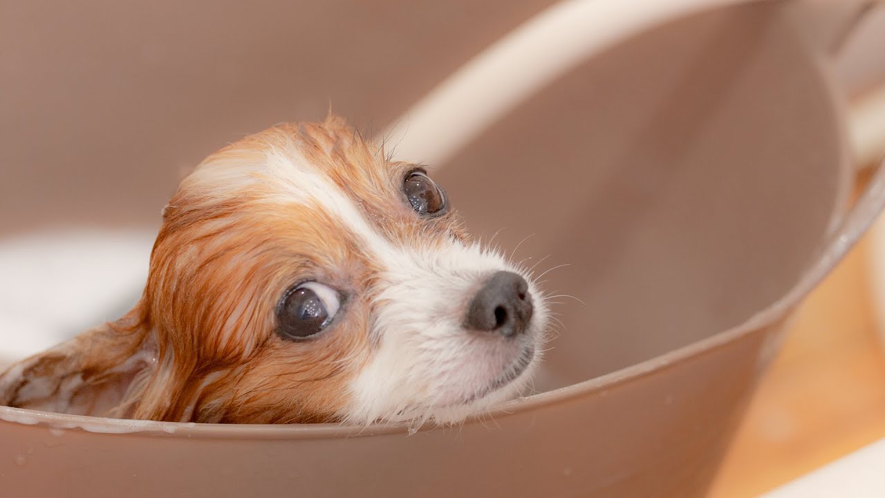 Гордые гладкие волосы (Papillon Grooming)