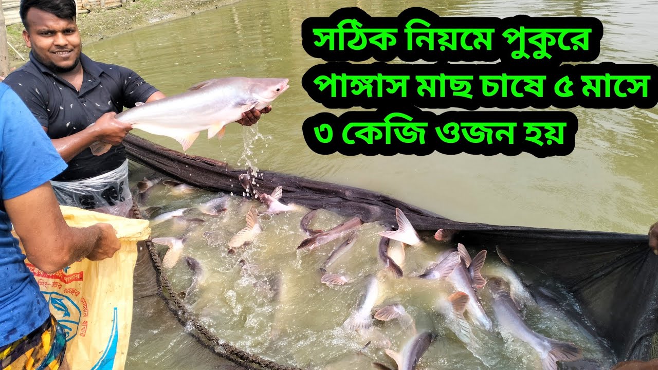 সঠিক পুকুরে থাই পাঙ্গাস চাষের সুবিধা ও খাদ্য নিরাপত্তা|| অর্ডার করুন: 01717692416 থাই পাঙ্গাস মাছ||