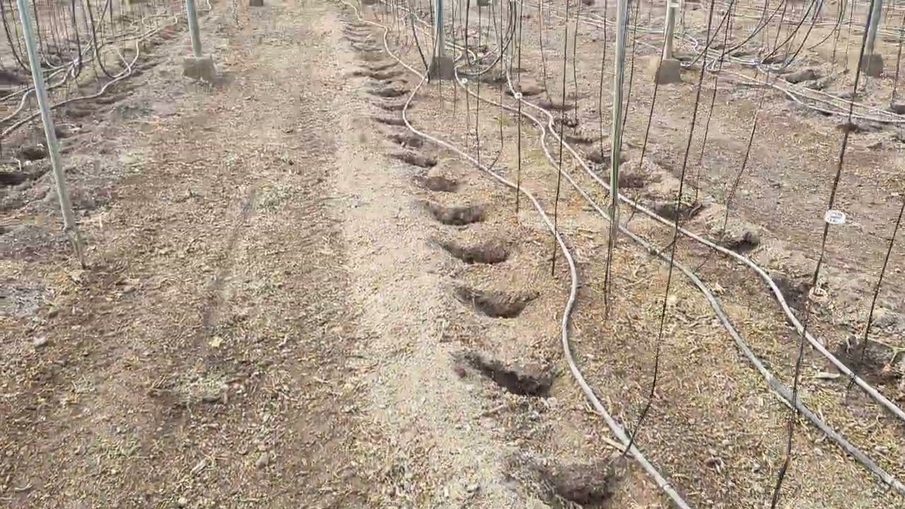 Año complicado, cambio de cultivo 