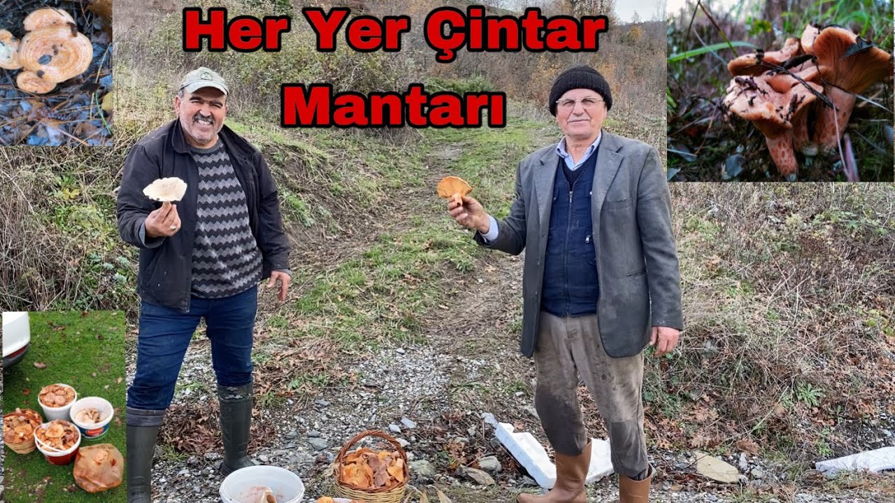 İzmir’den çıntar toplamaya geldi 10 kilo çam melkisi topladı🍄Kanlıca mantarı🍄çam mantarı🍄çintar