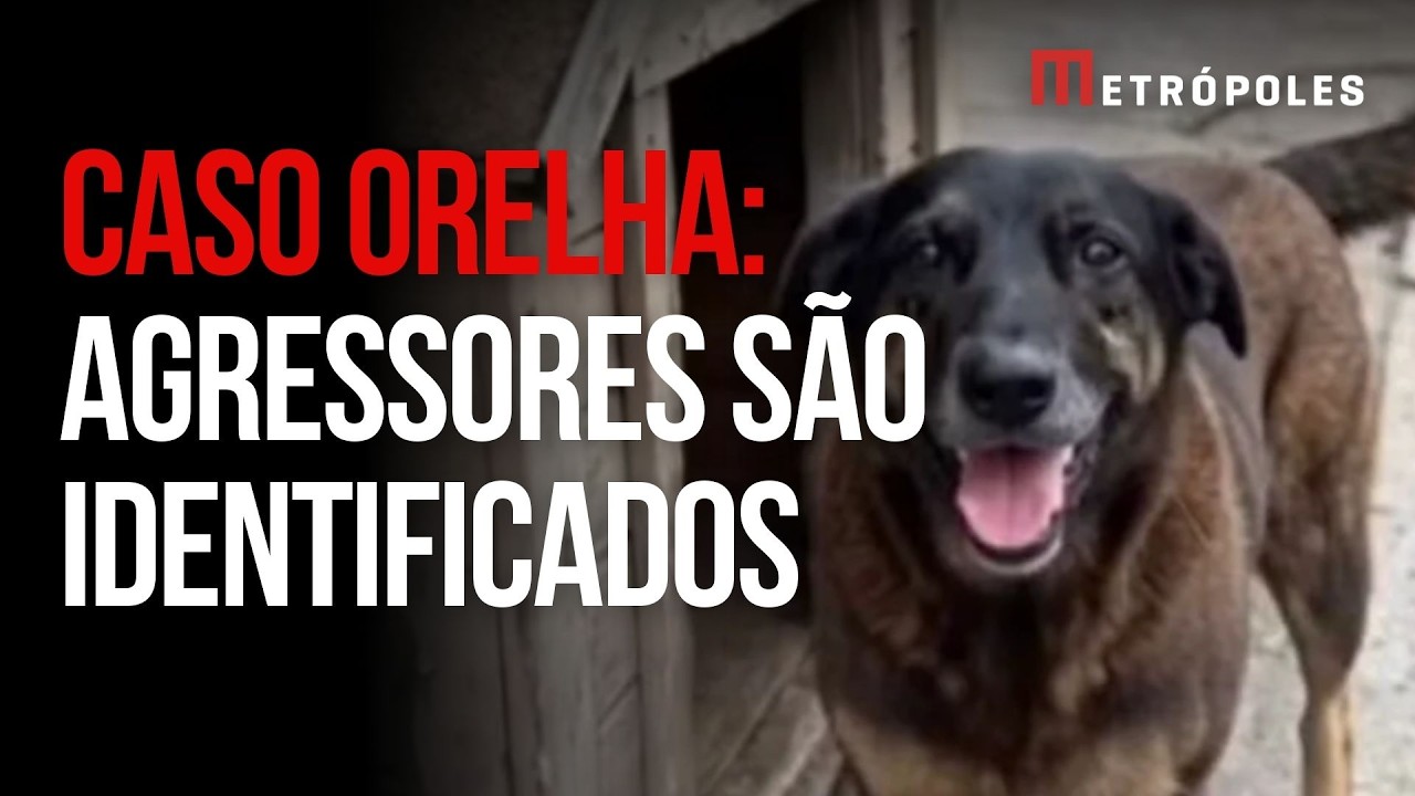 Assassinato do cão Orelha comove redes sociais; conheça a história
