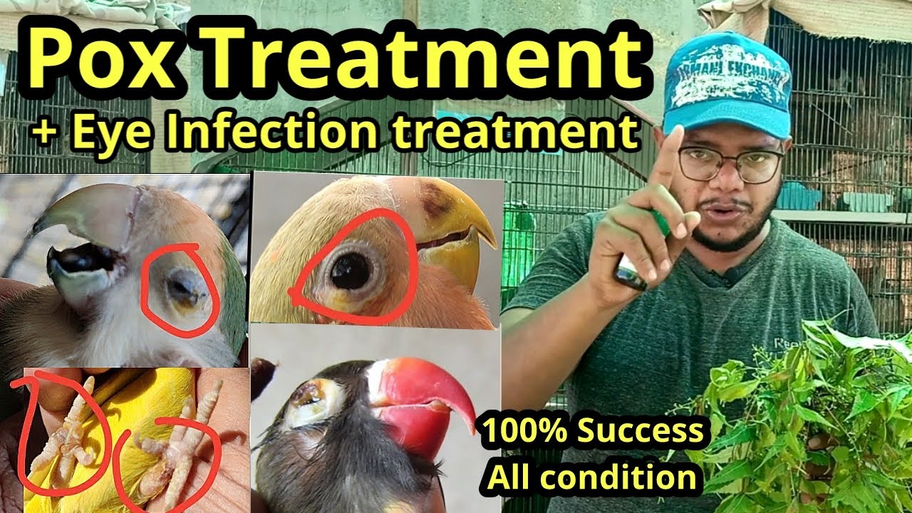 Lovebird pox treatment | Lovebird eye infection | Fisher parrot | African lovebird