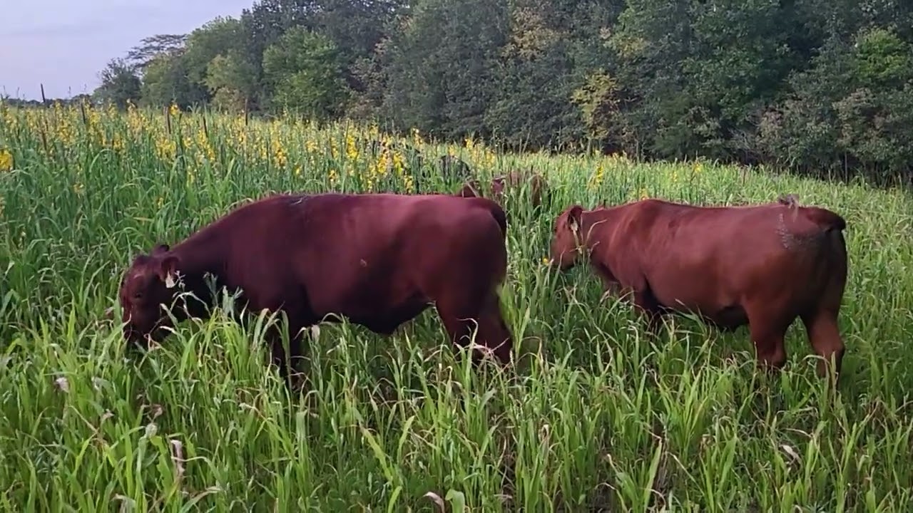 High Protein Meal with Sun Hemp for These Big Boys