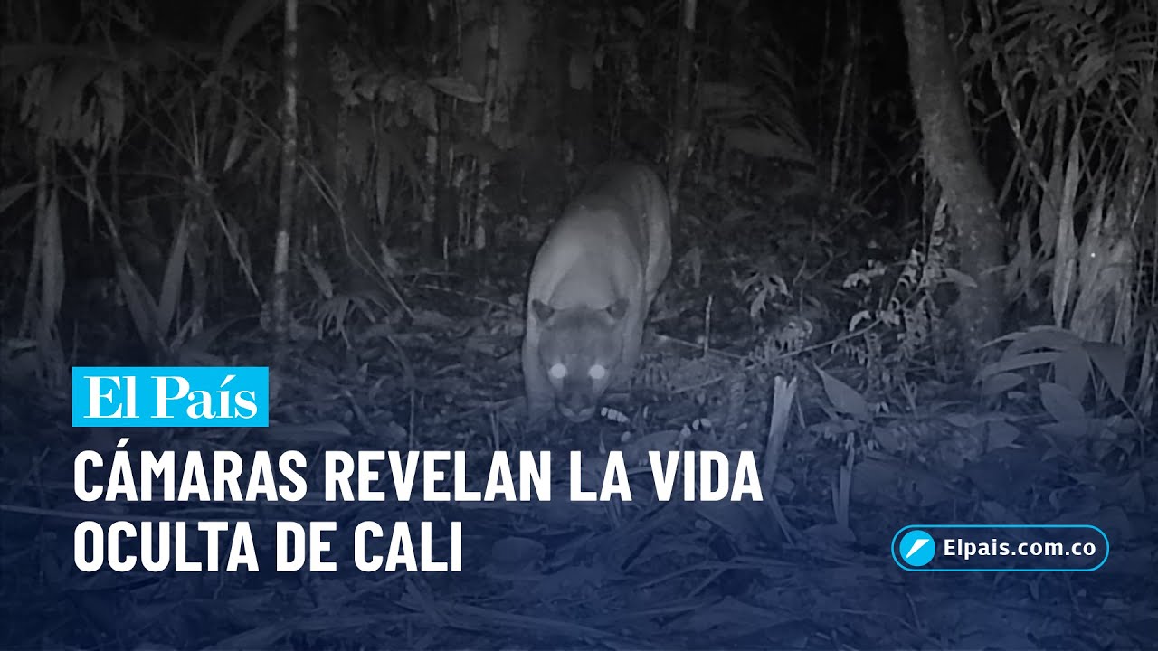 Las cámaras que revelan la vida oculta de Cali: pumas, pecaríes | El País Cali