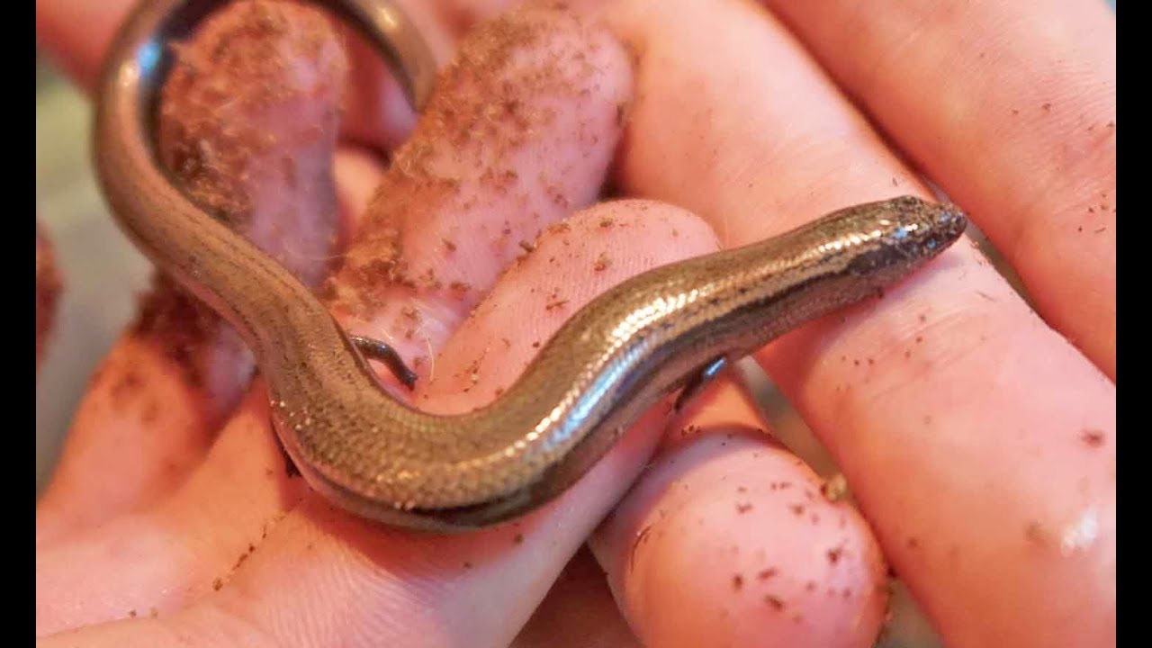 3 Toed Skink Feeding Frenzy!