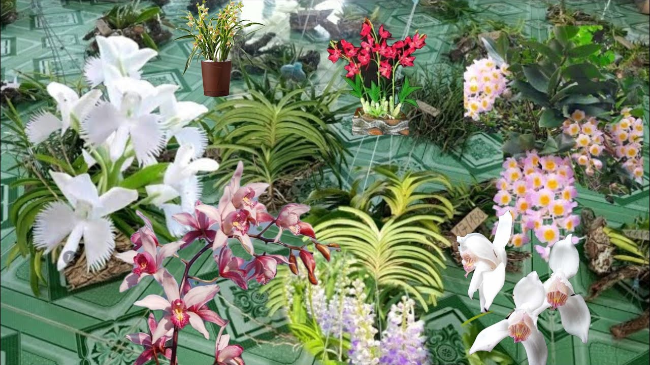 lan rừng Bình Thuận LH 0363555539 Zalo 0586784472 ngày 9/7#lanrừnggiárẻ #tabthịnhhànhphonglanrừng