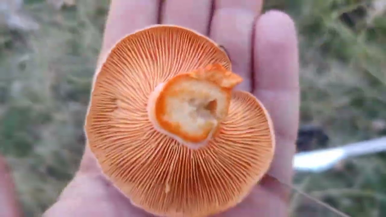 &iquest;Por qu&eacute; contin&uacute;an saliendo setas si no hay lluvias? Boletus edulis y Rebollones en Noviembre