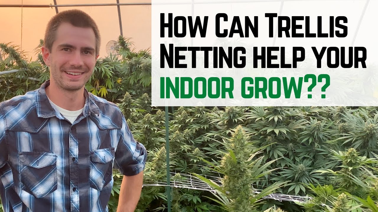 How Trellis Netting can help your indoor grow?