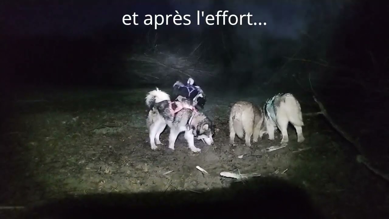 Malamutes de l'Alaska dans la nuit