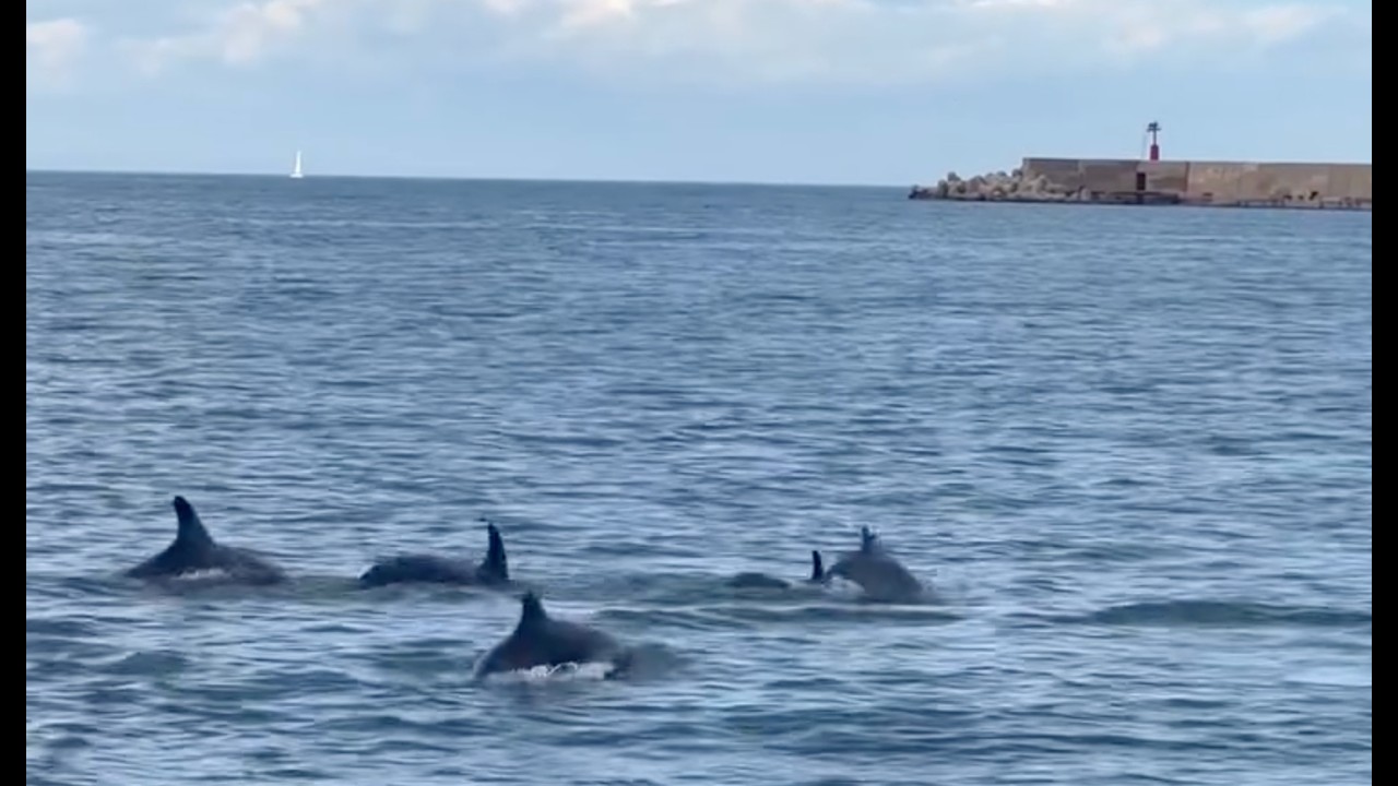 Meraviglia al porto di Bari: gruppo di delfini a caccia di prede. 
