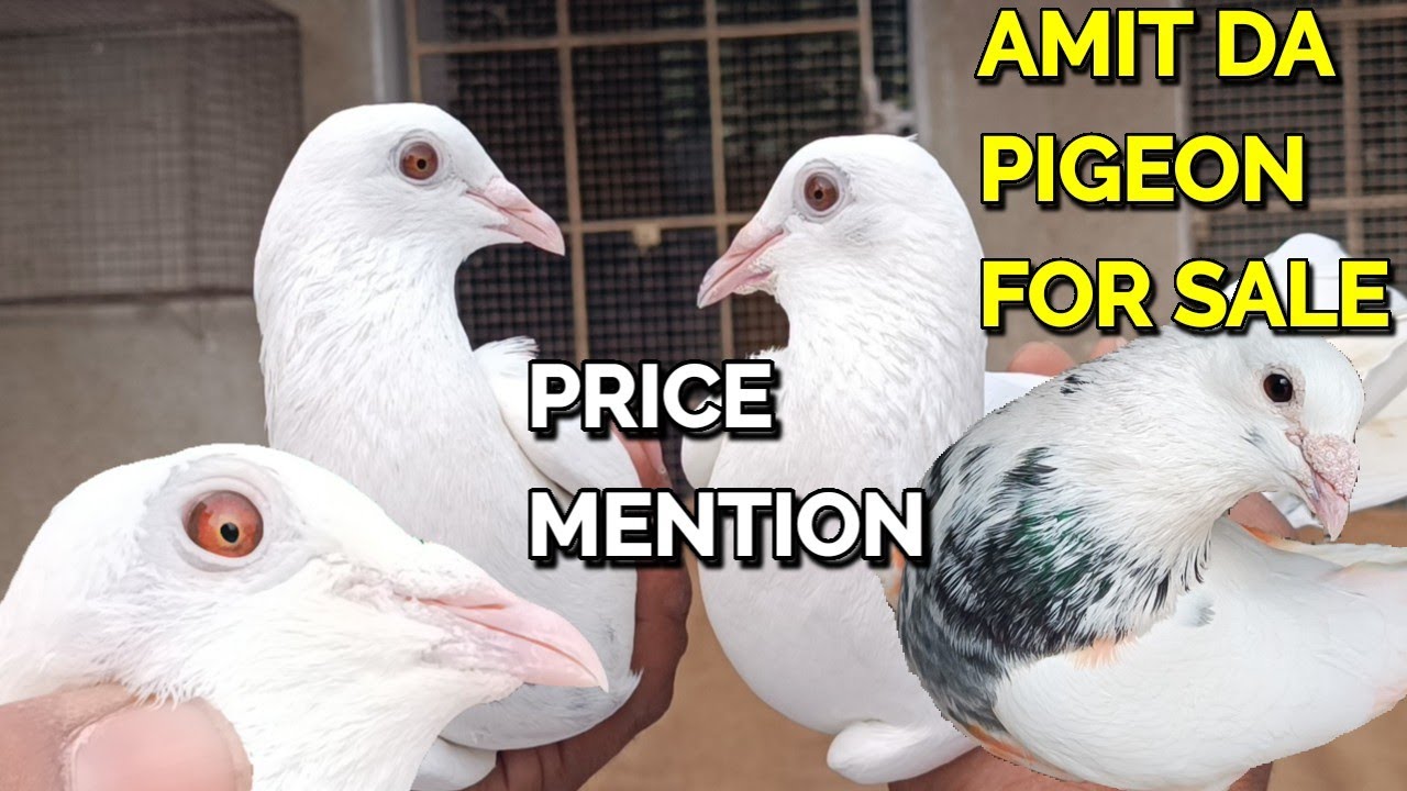 AMIT DA PIGEON FOR SALE AT LOW PRICES