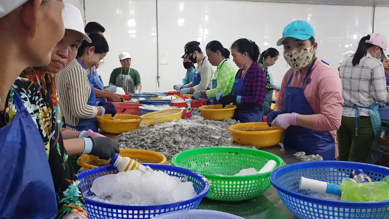 cận cảnh công nhân lộc tôm, sẻ tôm, rút chỉ tôm đông lạnh xuất khẩu tại cty đông lạnh