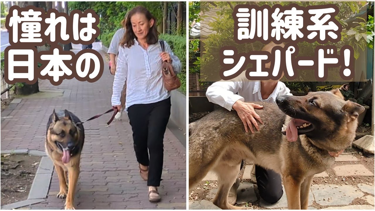 【ジャーマンシェパード】念願の日本のシェパード君２頭に会ってきました🙂