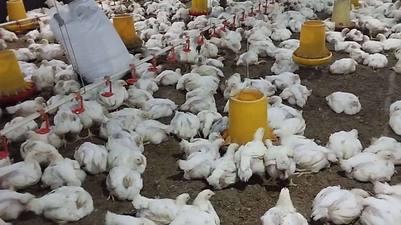 Kandang ayam broiler